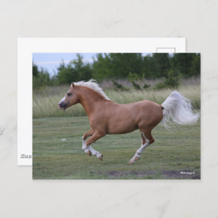 Bob Langrish   Palomino Welsh Pony Running Postkarte