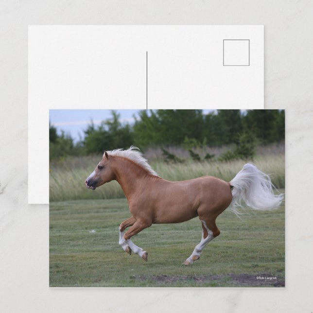 Bob Langrish | Palomino Welsh Pony Running Postkarte (Vorne/Hinten)