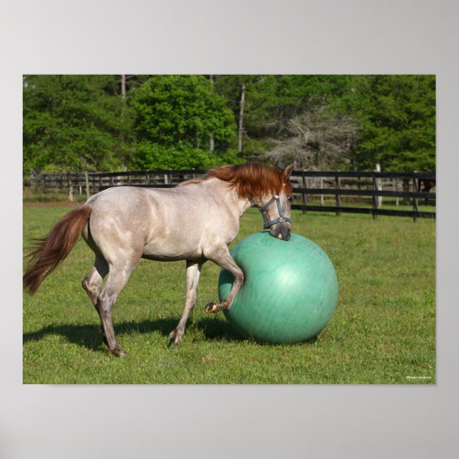 Bob Langrish | Paso Fino Pferd mit Ball spielen Poster (Vorne)