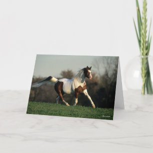 Bob Langrish   Pinto Arab Mane and Schwanz Flows Karte