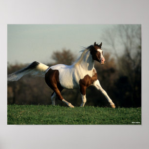 Bob Langrish   Pinto Arab Mane and Schwanz Flows Poster