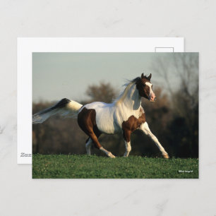 Bob Langrish   Pinto Arab Mane and Schwanz Flows Postkarte