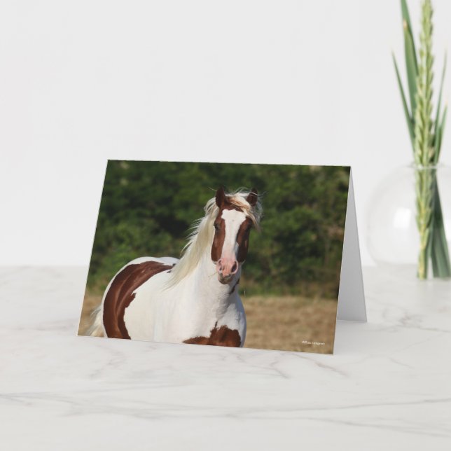 Bob Langrish | Pinto Haflinger Headshot Karte (Vorderseite)