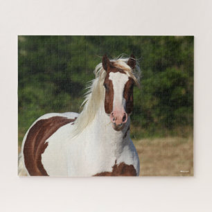 Bob Langrish   Pinto Haflinger Headshot Puzzle