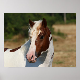 Bob Langrish   Pinto Haflinger Stallion Headshot Poster