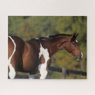 Bob Langrish   Pinto Warmblood Stehend Headshot Puzzle