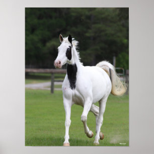 Bob Langrish   Pinto Warmblut Poster