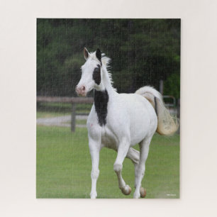 Bob Langrish Pinto Warmblut Puzzle