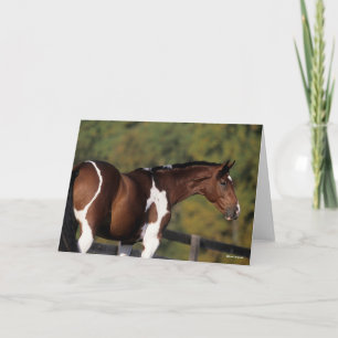 Bob Langrish   Pinto Warmblut Stehender Headshot Karte