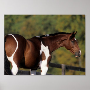 Bob Langrish   Pinto Warmblut Stehender Headshot Poster