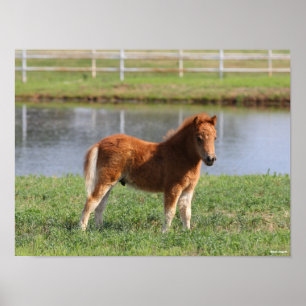 Bob Langrish Pony Foal-Miniatur-Stehende Poster