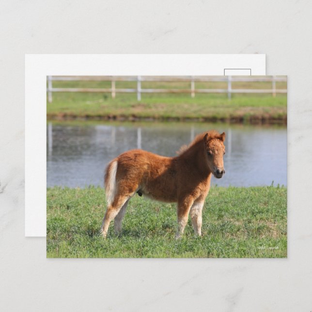 Bob Langrish | Pony Foal-Miniatur-Stehende Postkarte (Vorne/Hinten)