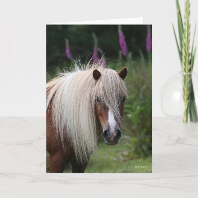 Bob Langrish | Pony-Headshot von Shetland mit Blum Karte (Vorderseite)