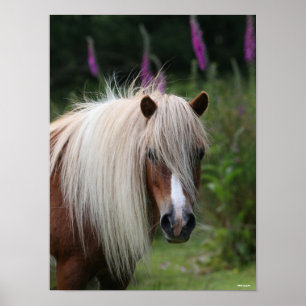 Bob Langrish   Pony-Headshot von Shetland mit Blum Poster