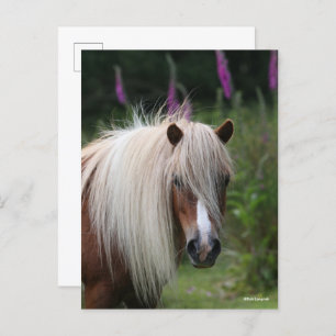 Bob Langrish   Pony-Headshot von Shetland mit Blum Postkarte