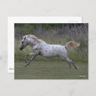 Bob Langrish   Pony of America Leaping Postkarte
