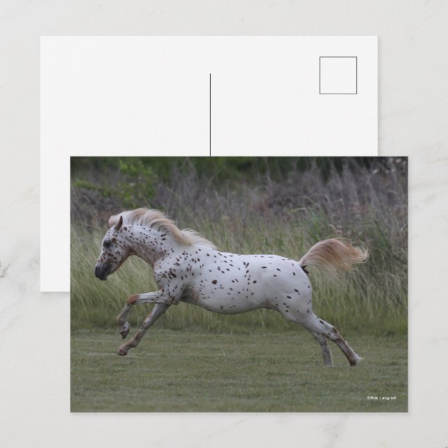 Bob Langrish | Pony of America Leaping Postkarte (Vorne/Hinten)