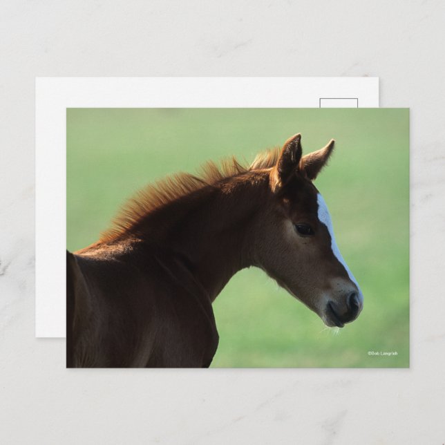 Bob Langrish | Quarter Horse Foal Backlit Postkarte (Vorne/Hinten)