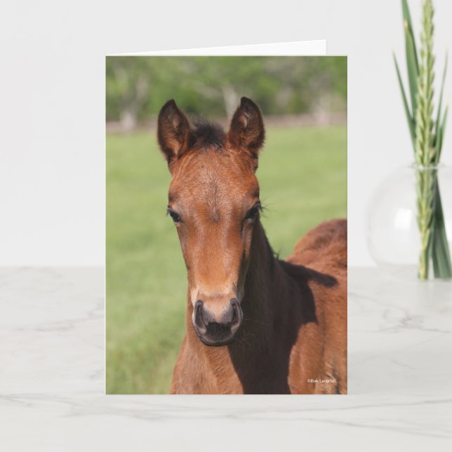 Bob Langrish | Quarter Horse Foal Headshot Karte (Vorderseite)