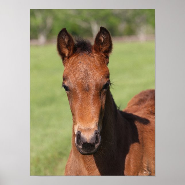 Bob Langrish | Quarter Horse Foal Headshot Poster (Vorne)