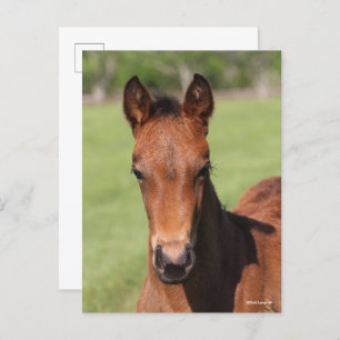 Bob Langrish   Quarter Horse Foal Headshot Postkarte