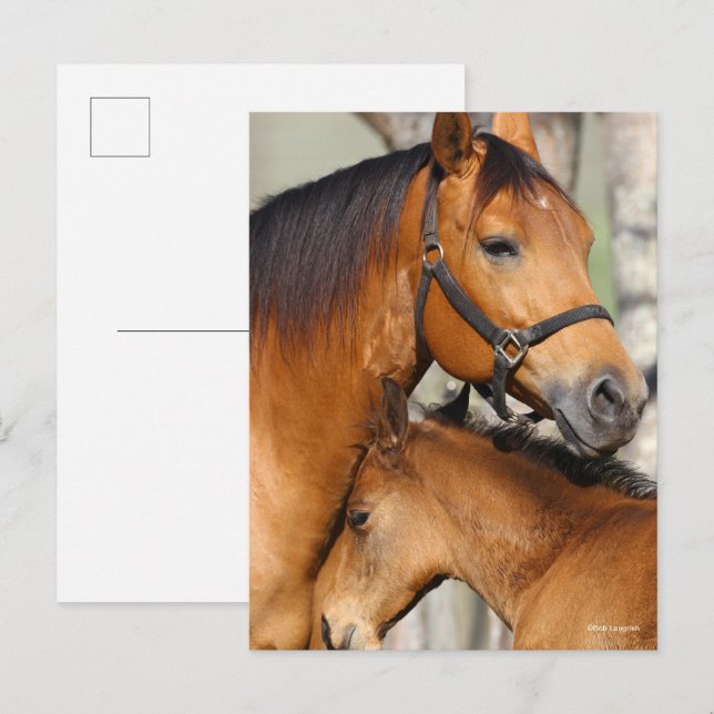 Bob Langrish Quarter Horse Mare and Foal Headshot Postkarte (Vorne/Hinten)