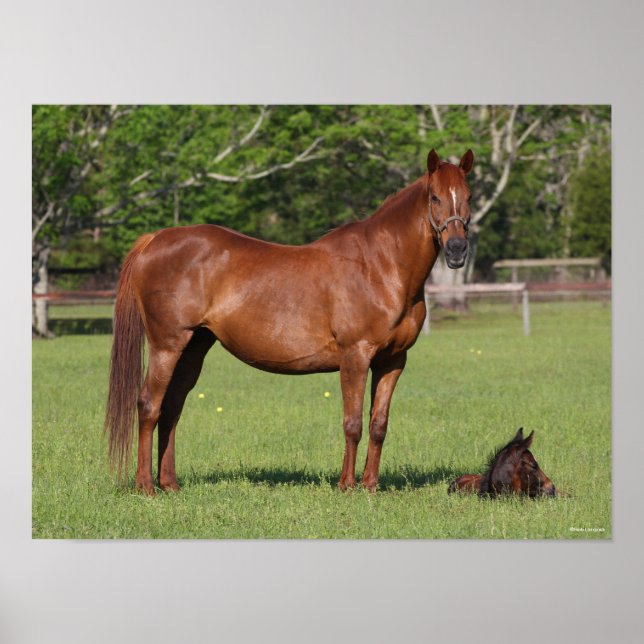 Bob Langrish Quarter Horse Mare and Foal Standing Poster (Vorne)