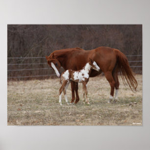 Bob Langrish   Quarter Horse Mare and Paint Foal Poster
