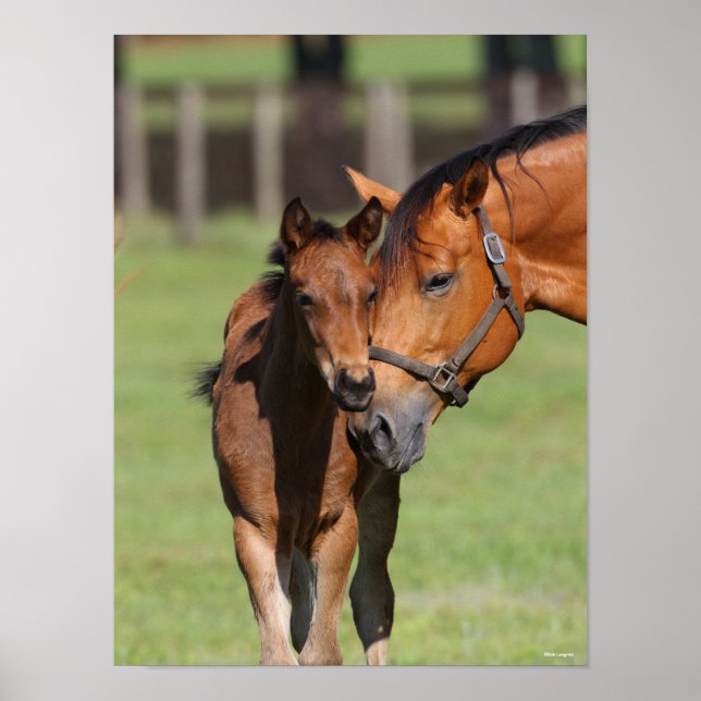 Bob Langrish Quarter Horse Mare und Foal Cuddling Poster (Vorne)
