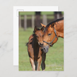 Bob Langrish Quarter Horse Mare und Foal Cuddling Postkarte