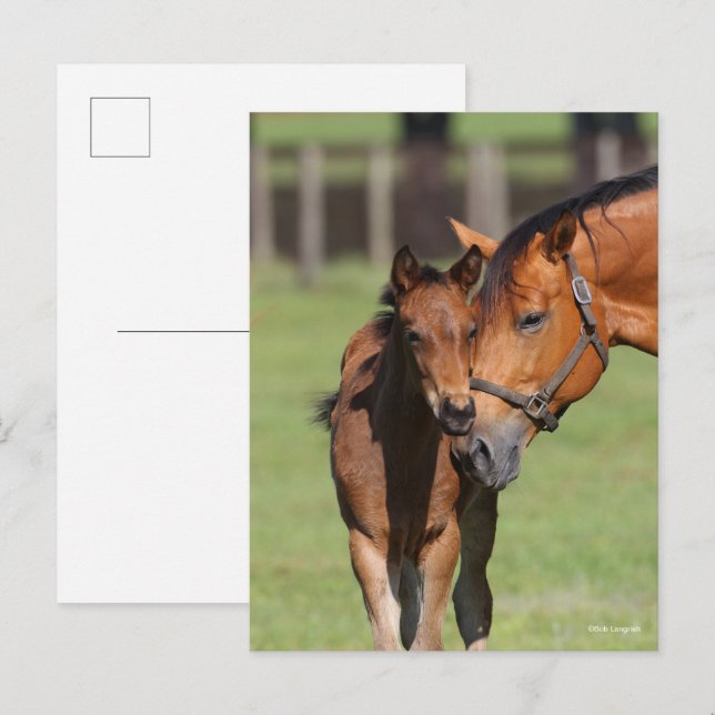 Bob Langrish Quarter Horse Mare und Foal Cuddling Postkarte (Vorne/Hinten)