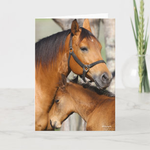 Bob Langrish Quarter Horse Mare und Foal Headshot Karte