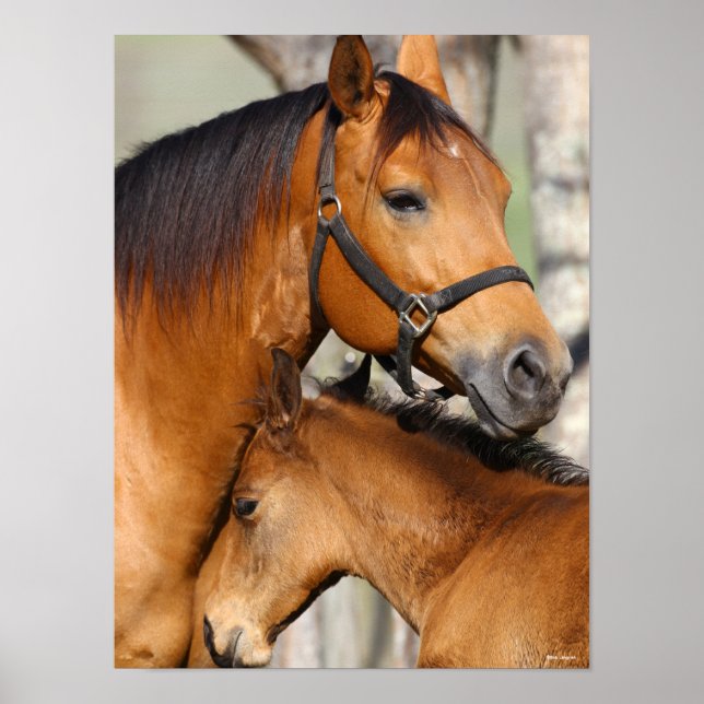 Bob Langrish Quarter Horse Mare und Foal Headshot Poster (Vorne)