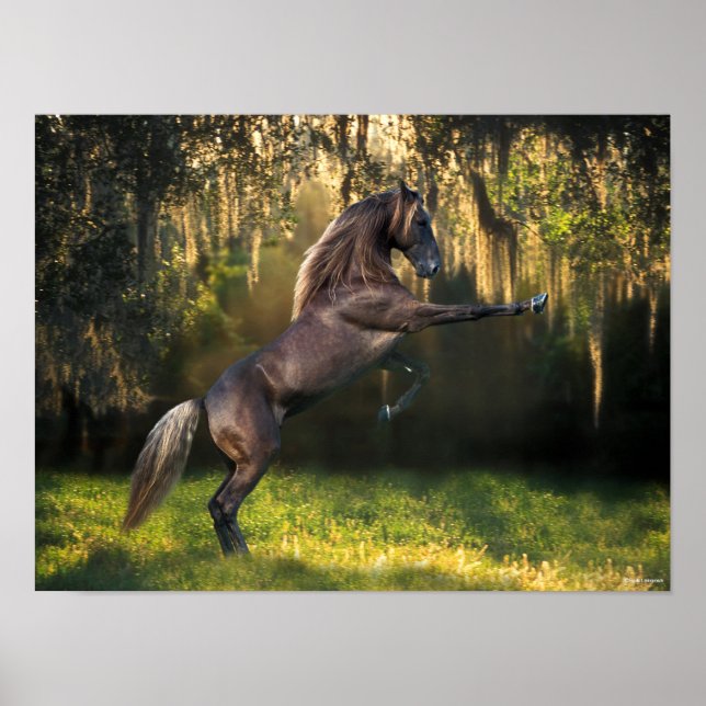 Bob Langrish | Rocky Mountain Horaring Poster (Vorne)