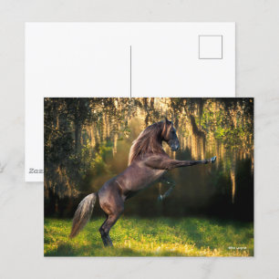 Bob Langrish   Rocky Mountain Horaring Postkarte