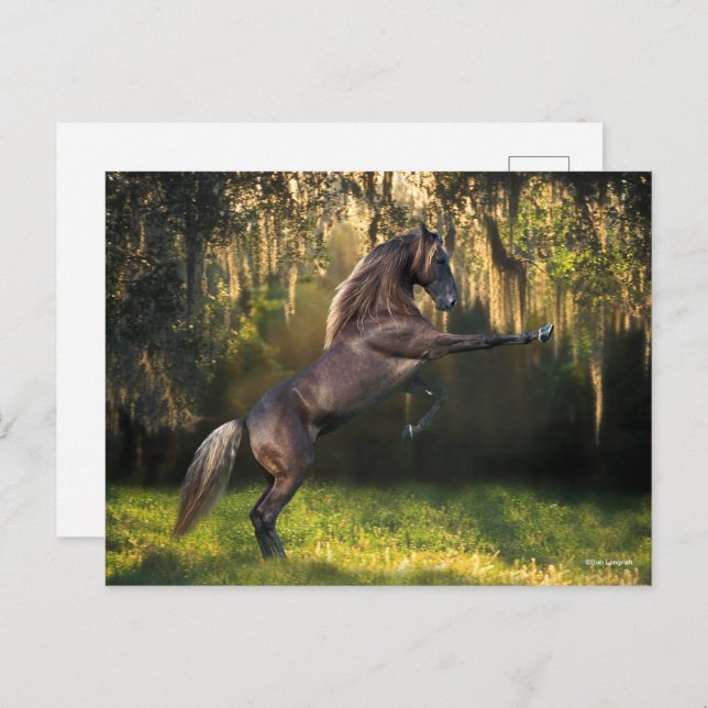 Bob Langrish | Rocky Mountain Horaring Postkarte (Vorne/Hinten)