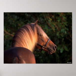 Bob Langrish   Rocky Mountain Horse Headshot Poster