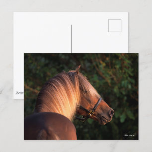 Bob Langrish   Rocky Mountain Horse Headshot Postkarte