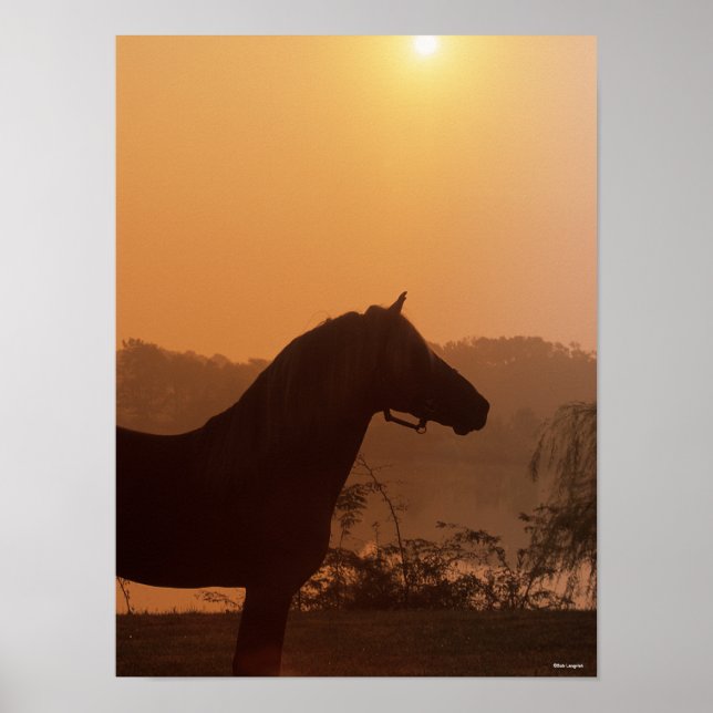 Bob Langrish | Rocky Mountain Horse Silhouette Poster (Vorne)