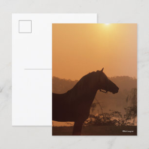 Bob Langrish   Rocky Mountain Horse Silhouette Postkarte