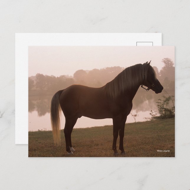 Bob Langrish Rocky Mountain Pferd Stehend Backlit Postkarte (Vorne/Hinten)