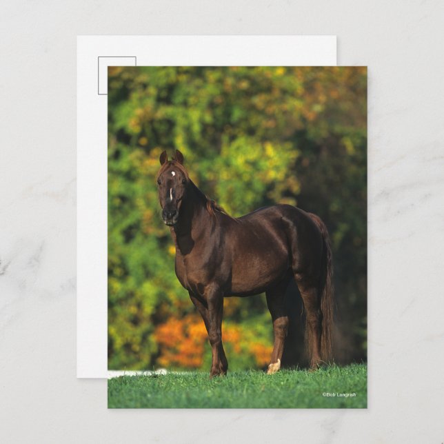 Bob Langrish Rocky Mountain Pferd Stehend Herbst Postkarte (Vorne/Hinten)
