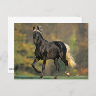 Bob Langrish   Rocky Mountain Pferde Herbst Postkarte