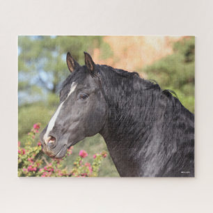 Bob Langrish   Schwarzer andalusischer Hengst Puzzle