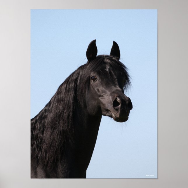 Bob Langrish | Schwarzer Arabischer Stallion-Heads Poster (Vorne)