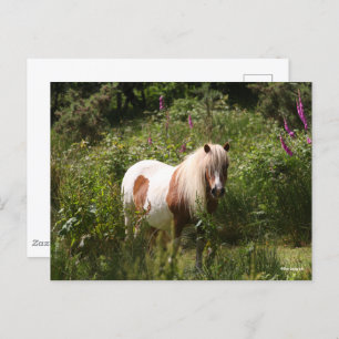 Bob Langrish   Shetland Pony Stehend in Blume Postkarte