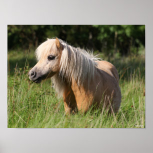 Bob Langrish Shetland Pony Stehend in Long Grass Poster