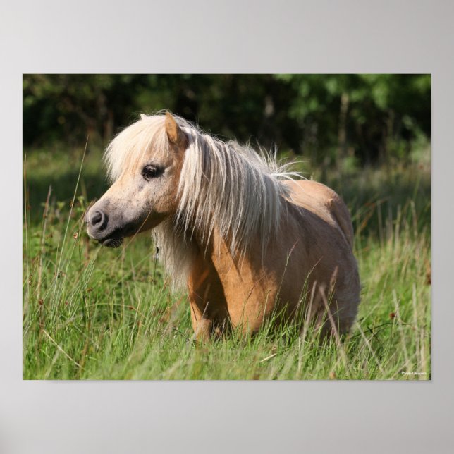Bob Langrish Shetland Pony Stehend in Long Grass Poster (Vorne)