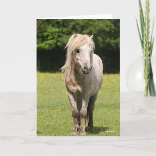 Bob Langrish   Shetland Pony Stehend Karte