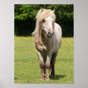 Bob Langrish   Shetland Pony Stehend Poster